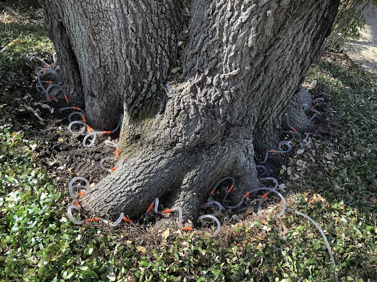 Detailed Shrub and Hedge Trimming job site in Doucette