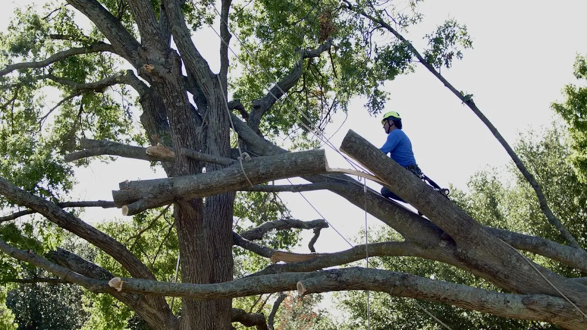 Professional Crown Thinning performed by certified arborists in Doucette